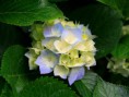 /album/pasteles/hydrangeas-jpg/