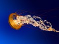 /album/pasteles/jellyfish-jpg/