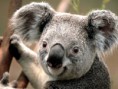 /album/pasteles/koala-jpg/