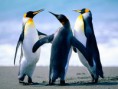 /album/pasteles/penguins-jpg/