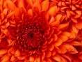 /album/tus-fotos-mami/chrysanthemum-jpg1/