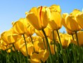 /album/tus-fotos-mami/tulips-jpg1/